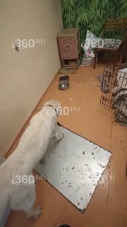 Красноярский ветеринар держит спасенную собаку в клетке по 12 часов в день