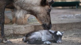 В Зоосаде Деда Мороза в Великом Устюге родились три олененка