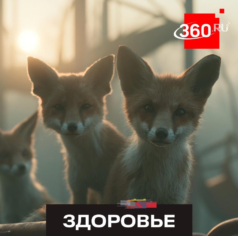 Врачи предупредили об опасности встреч с лисами в столичном регионе