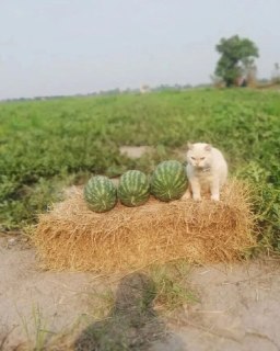 Иллюстрация 6
