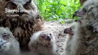 Проект «Фонтанки» о животных «ЗвероПятница» рассказывает о семье филинов