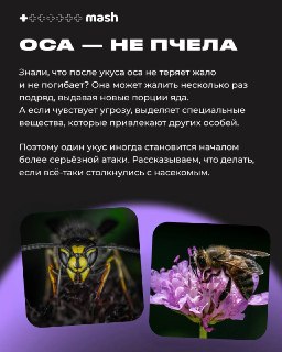 Как защитить дачников от укусов ос в течение сезона
