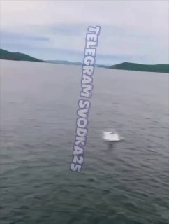 Акула выпрыгнула из воды во время охоты у мыса Тобизина