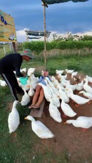 Россияне массово ездят во Вьетнам на гусетерапию