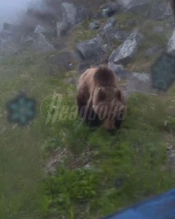 Иллюстрация 1