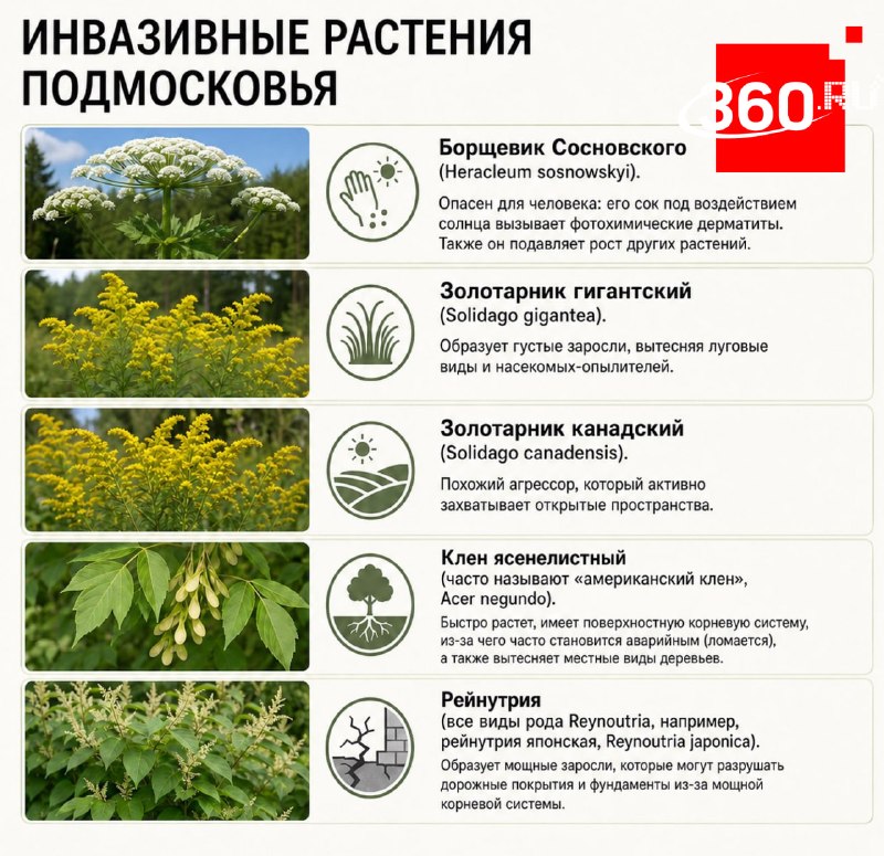 В России готовят «Черную книгу» агрессивных видов растений