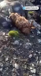 В кыргызстанском селе Сузак от удара молнии погибло более 300 овец