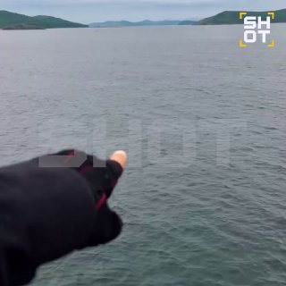 Возле Владивостока заметили крупную акулу