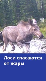 Лоси из заповедника «Кузнецкий Алатау» спасаются от жары в прохладной воде
