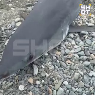 В 50 километрах от Владивостока выловили трёхметровую акулу