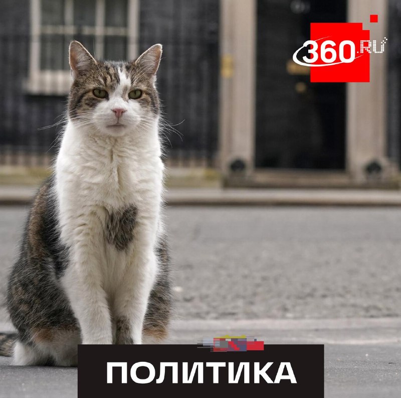 «Я устал запоминать их лица»: кот Ларри с Даунинг-стрит пожаловался на частую смену премьеров