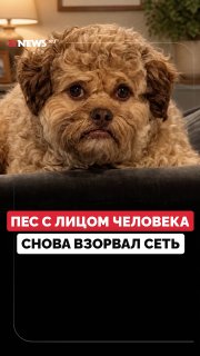 Пес с лицом человека стал звездой соцсетей