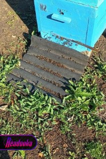 В Воронежской области массово гибнут пчелы из-за обработки полей химикатами