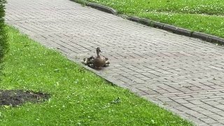 Пернатую экскурсию заметили у музея «Вселенная Воды»