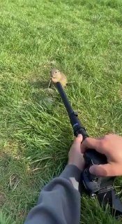Видео с луговой собачкой, поедающей одуванчик