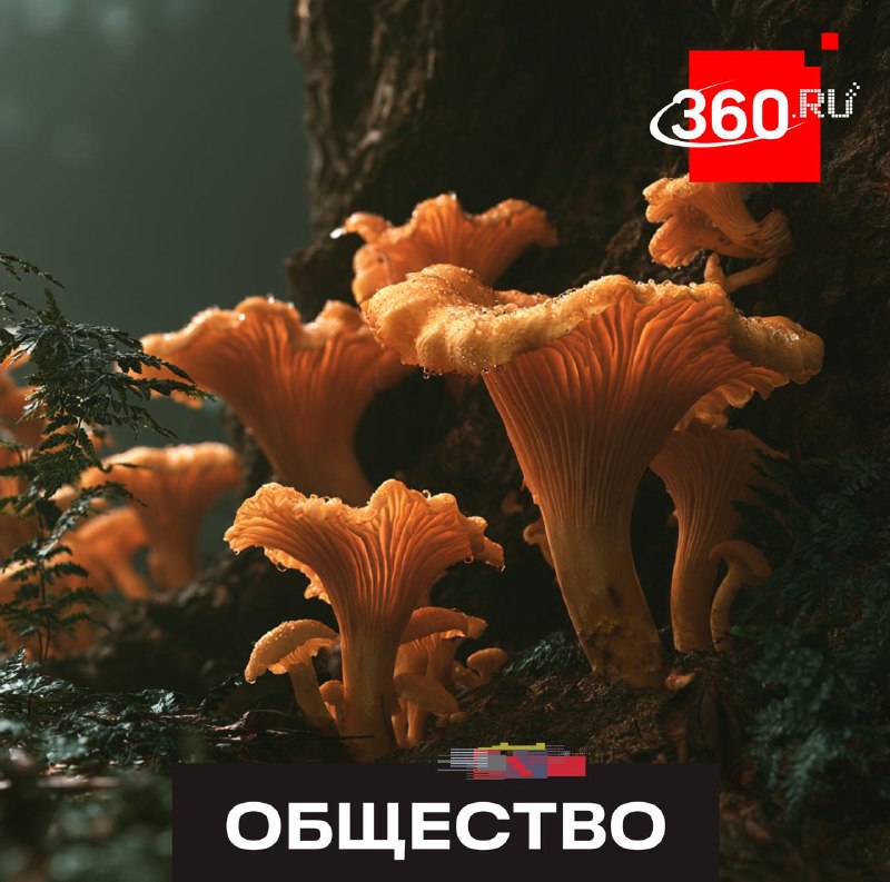 Эксперт МГУ объяснил, как правильно собирать грибы, чтобы сохранить урожай
