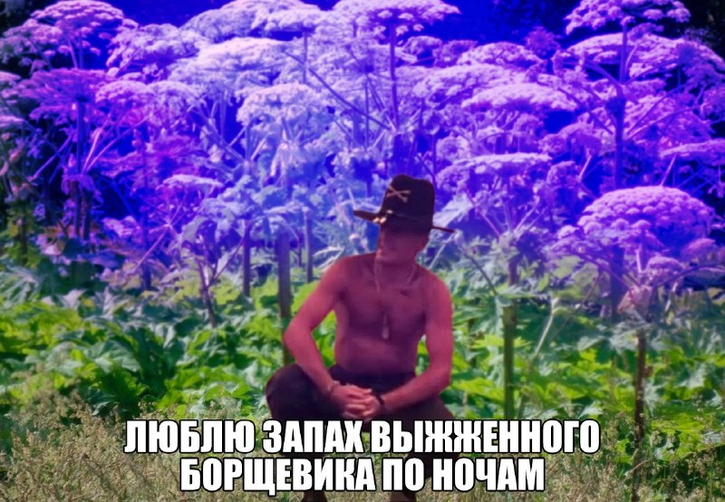 Борщевик планируют выжигать ультрафиолетовыми лампами с помощью беспилотников