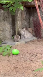 Малыши манулов из Ленинградского зоопарка демонстрируют навыки охотников