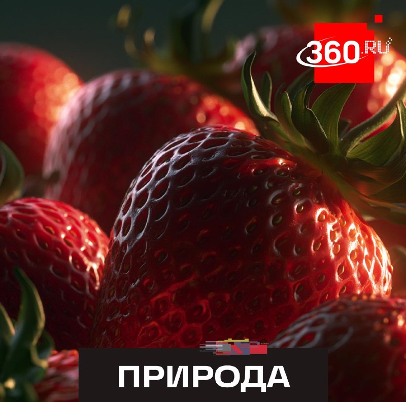 В Подмосковье начинается сезон сбора дикой клубники
