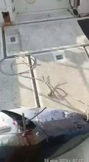 Хищник против хищника: в Приморье акула похитила у рыбаков часть крупного улова