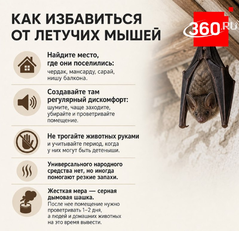 Как безопасно прогнать летучих мышей