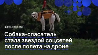 Пес из службы спасения Таиланда стал звездой интернета благодаря полету на квадрокоптере