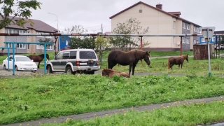 На острове Кунашир обнаружены дикие мустанги — потомки брошенных в 70-х годах домашних лошадей