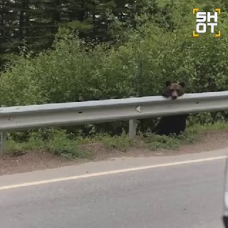 Осиротевшие медвежата просят еду у водителей на трассе Сахалина