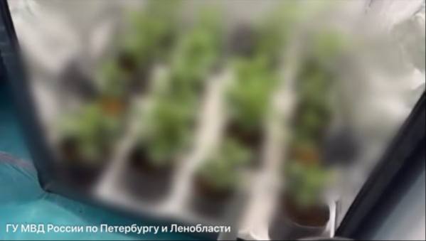 В Петербурге задержан садовод, выращивавший марихуану в арендованных квартирах