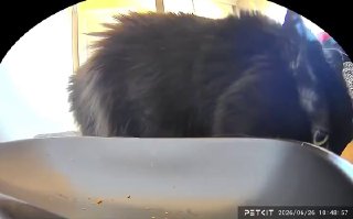 Кот пытается освоить новую кормушку