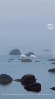 Танец лебедей в Финском заливе