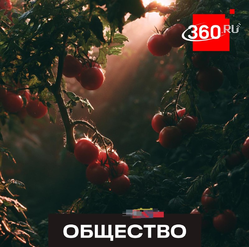 Биолог Михаил Воробьев рассказал, когда стоит удалять боковые побеги у томатов