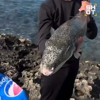Опасные иглобрюхи угрожают туристам на побережьях Средиземного моря
