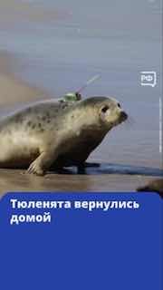 В Балтийском море выпустили семь реабилитированных краснокнижных тюленят