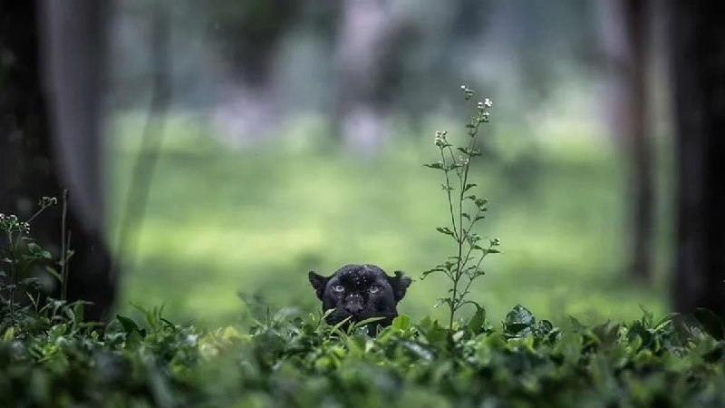 В Индии удалось заснять редких черных пантер