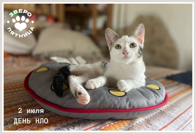 Однажды инопланетяне похитили кота — и уже через пять минут узнали, что это его планета.
