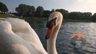 У лебедей с пруда Пискаревского мемориального кладбища пополнение