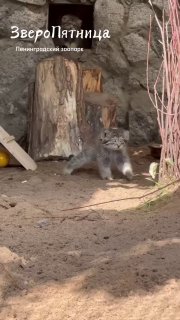 Маленькие манулы устроили прогулку в Ленинградском зоопарке