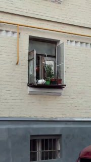 Кошачья ОПГ в золотых цепях держит район Китай-города