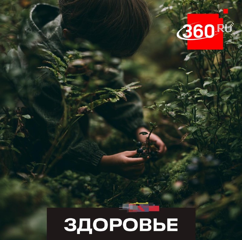 Какие лесные плоды могут стоить жизни?