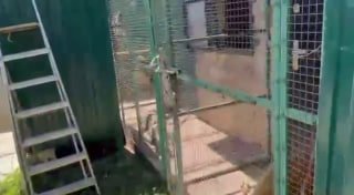 В Адыгее обезьяна убила пенсионерку при кормлении животных