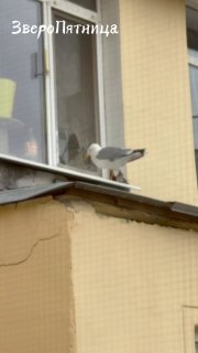 На Васильевском острове чайка терроризирует жителей