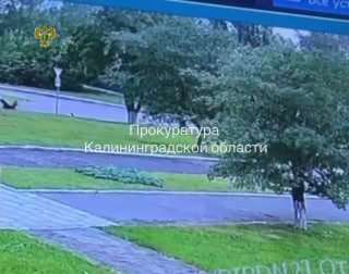 В Калининграде автомобиль сбил мать с двумя детьми, один ребенок погиб