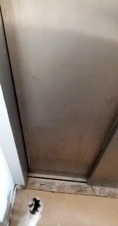 Мужчина привлек кота для поимки мыши в лифте