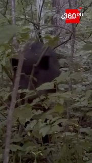 Во Владивостоке рядом с жилыми районами заметили кабана и свинью