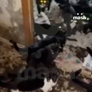 В Красноярске сотня кошек осталась без присмотра в квартирах умершей владелицы