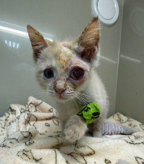 Сбор средств на спасение котенка Молочко