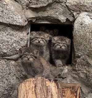 Маленькие манулята из Ленинградского зоопарка наблюдают за посетителями