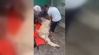 СК Армении изъял из дома Гагика Царукяна Льва и Тигра