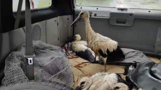 Аисты лишились гнезд после штормов в Калининграде